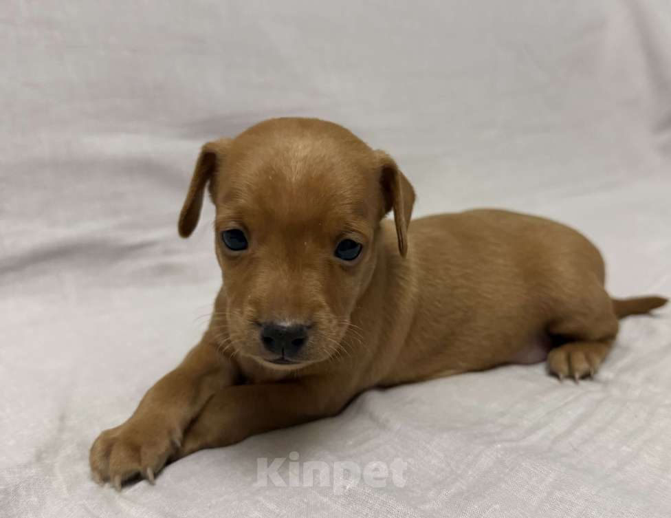 Собаки в Москве: Щенок пражский крысарик Мальчик, Бесплатно - фото 3