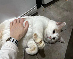 Кошки в Москве: Ищет дом Беляш - самый тактильный кот Мальчик, Бесплатно - фото 2
