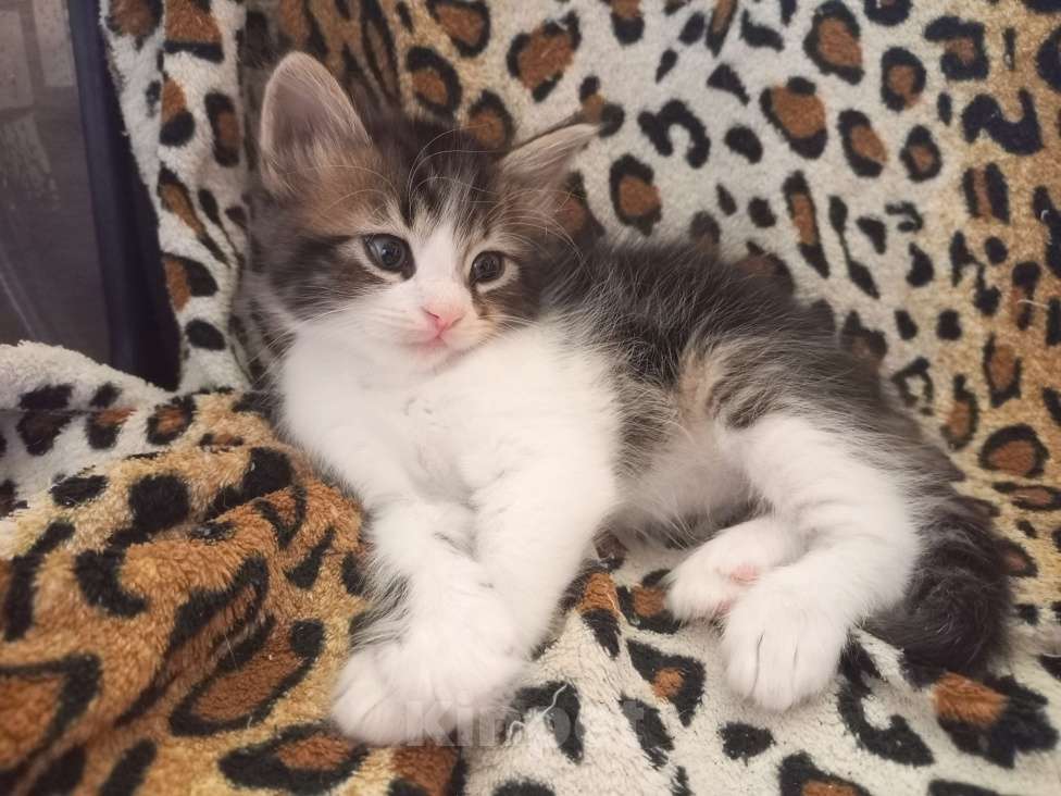 Кошки в Новочеркасске: Котятки в добрые руки Девочка, 5 руб. - фото 2