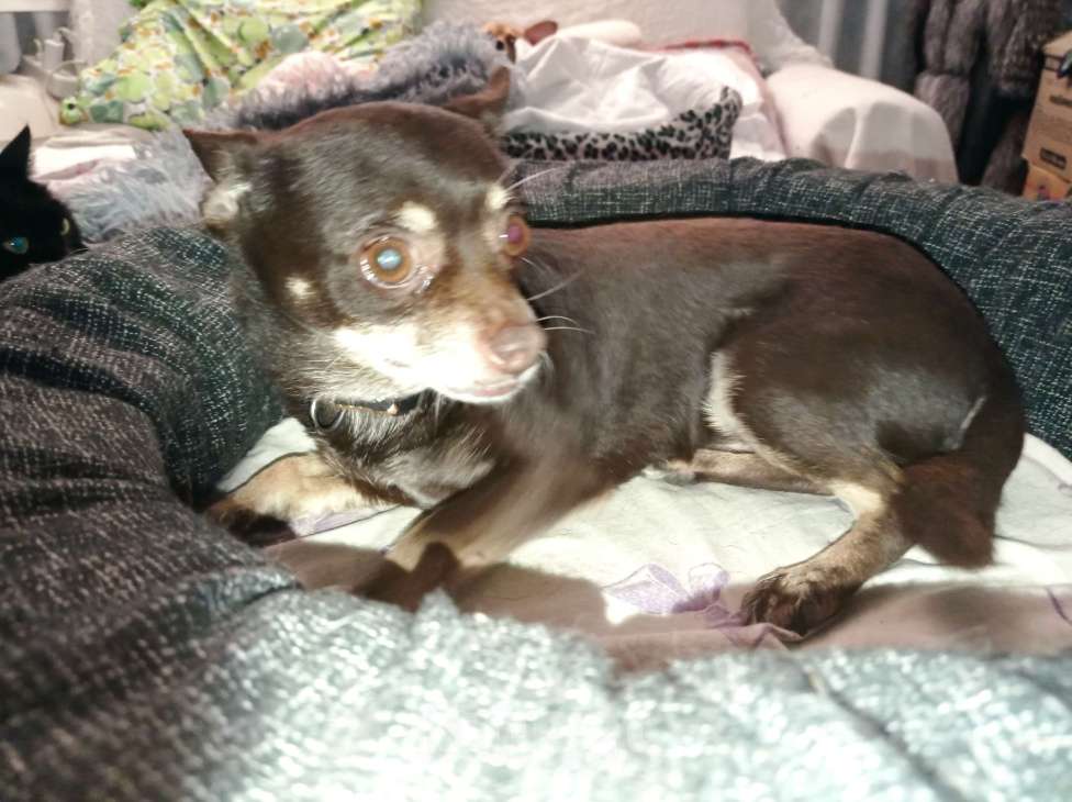 Собаки в Краснодаре: в добрые руки Мальчик, 1 руб. - фото 1