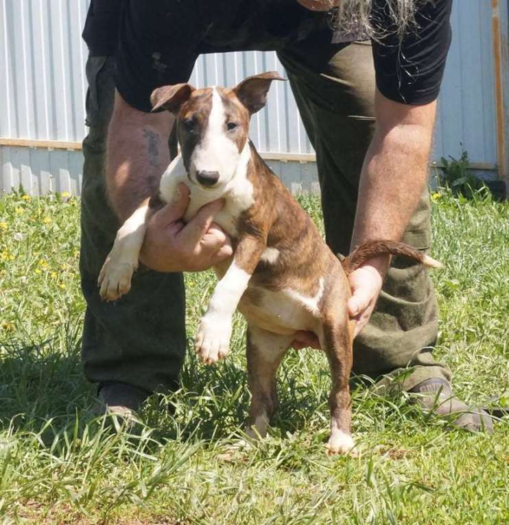 Собаки в Пушкино: крупная девочка стандартного бультерьера (Кися) Девочка, 70 000 руб. - фото 8