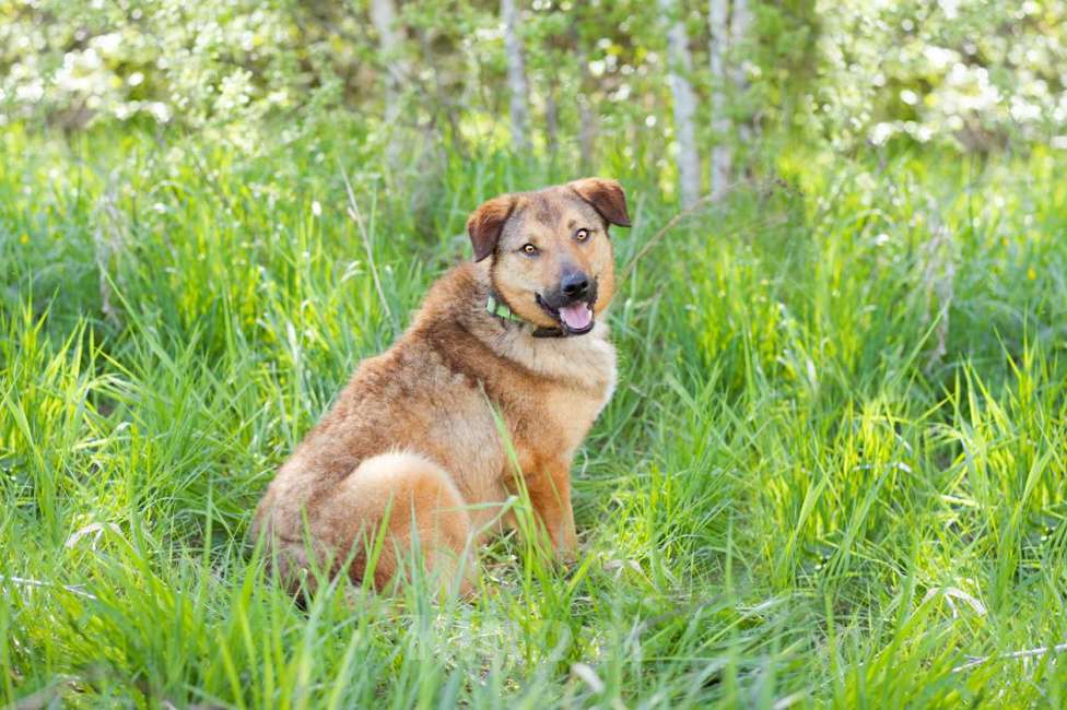 Собаки в Москве: Собака-липучка, компаньон, который везде следует за человеком. Мальчик, Бесплатно - фото 7