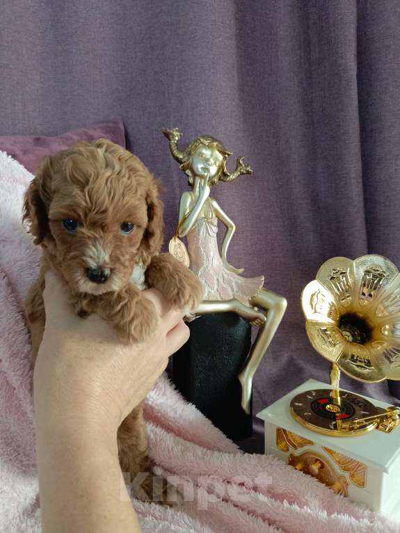 Собаки в Симферополе: Продам щенков кавапу Девочка, 90 000 руб. - фото 6