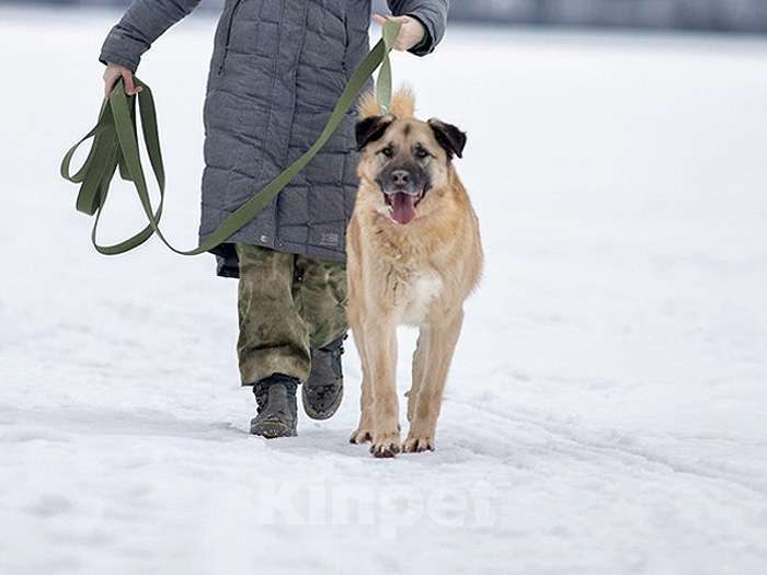 Собаки в Санкт-Петербурге: Ищем дом для дружелюбного пса Грэма Мальчик, 10 руб. - фото 4