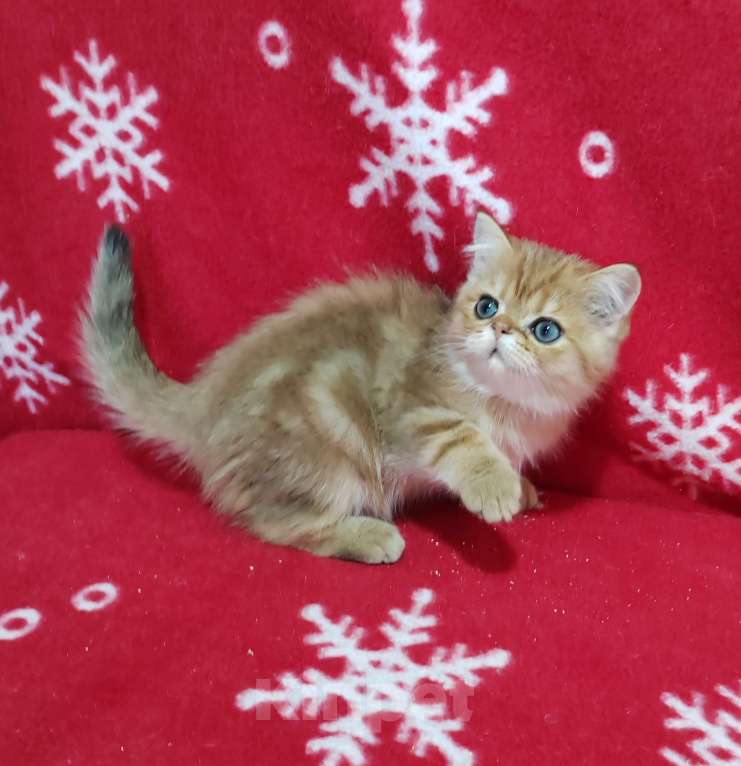 Кошки в Москве: Золотой мраморный котик Мальчик, 3 000 руб. - фото 9