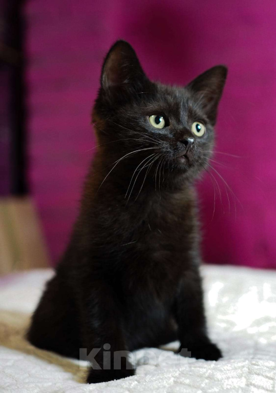 Кошки в Москве: Котёнок Фуджи в добрые руки  Мальчик, Бесплатно - фото 3