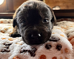 Собаки в Домодедово: Продаётся щенок лабрадора Мальчик, 50 000 руб. - фото 2