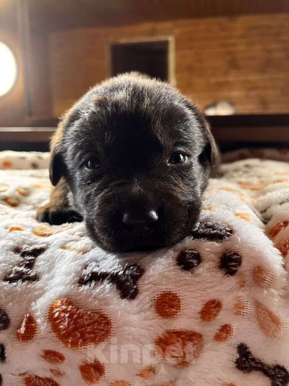 Собаки в Домодедово: Продаётся щенок лабрадора Мальчик, 50 000 руб. - фото 2