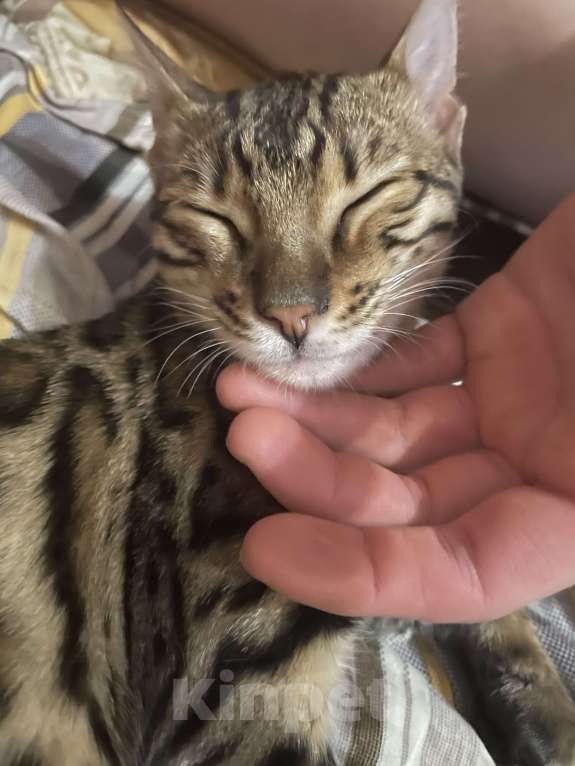 Кошки в Казани: Бенгальский котенок Мальчик, 12 000 руб. - фото 2