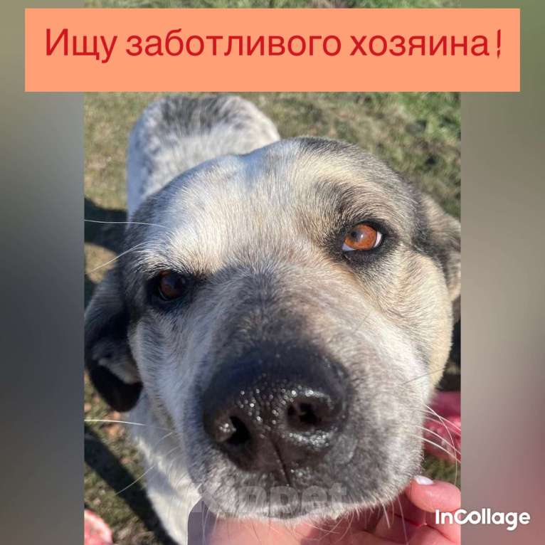 Собаки в Симферополе: Собака в дар )  Мальчик, Бесплатно - фото 1