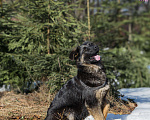 Собаки в других городах Московской области: Щенок немецкой овчарки рабочего разведения Девочка, 80 000 руб. - фото 4