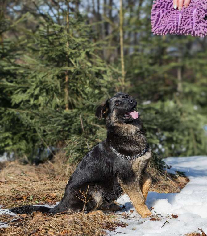 Собаки в других городах Московской области: Щенок немецкой овчарки рабочего разведения Девочка, 80 000 руб. - фото 4