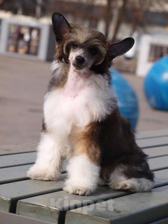 Собаки в Липецке: Пуховый мальчик Мальчик, 30 000 руб. - фото 5