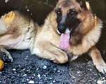 Собаки в Омске: Кабель на вязку, 1 руб. - фото 1