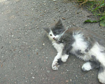 Кошки в Малмыже: Кошки, 50 руб. - фото 3