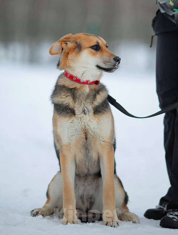 Собаки в Москве: Щенок Марти Девочка, Бесплатно - фото 10