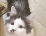 Кошки в Москве: Серенький с белым сибирский котик Мальчик, 15 000 руб. - фото 3