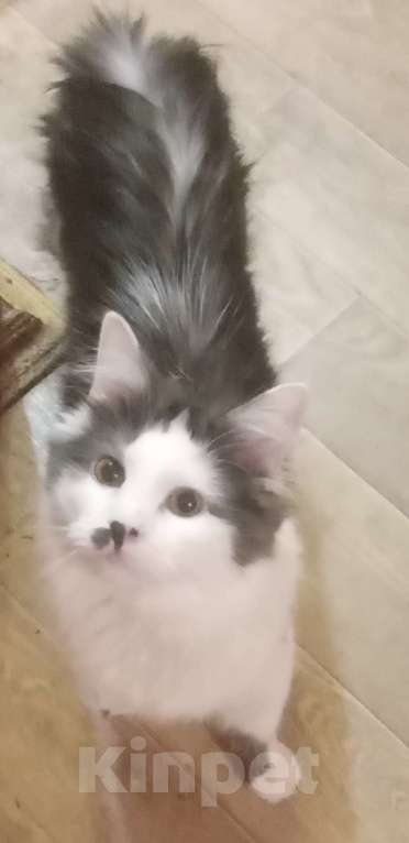 Кошки в Москве: Серенький с белым сибирский котик Мальчик, 15 000 руб. - фото 3