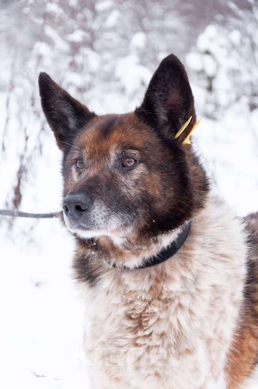 Собаки в Ногинске: Ищет достойное общество: Терентий Петрович. Кавалер, аристократ, идеальный компаньон. Мальчик, Бесплатно - фото 5