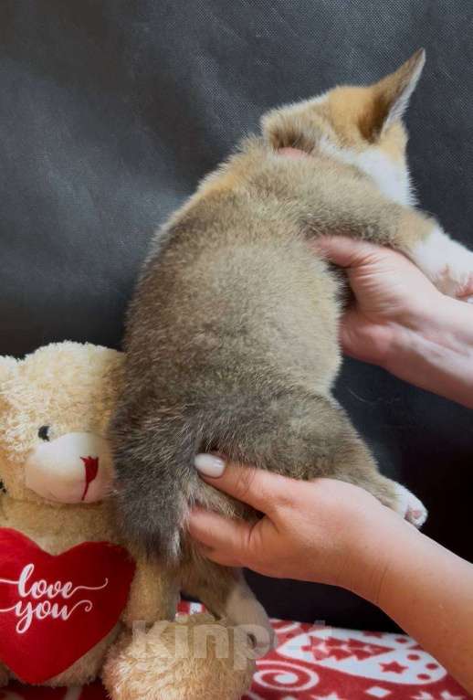 Собаки в других городах Московской области: Вельш корги пемброк девочка без хвостика Девочка, 38 000 руб. - фото 2