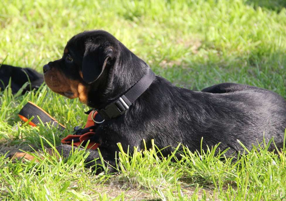 Собаки в Екатеринбурге: Щенки ротвейлера  Мальчик, 60 000 руб. - фото 9