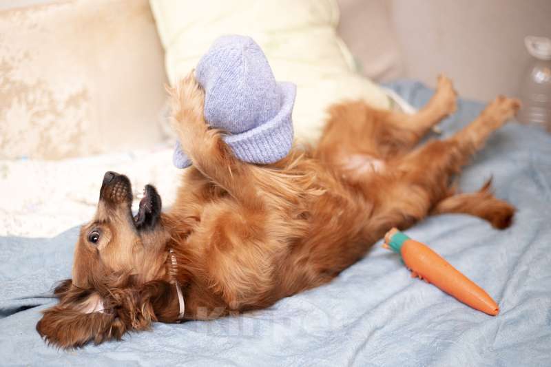 Собаки в Москве: Молодая спаниелька Лиля в дар Девочка, 1 руб. - фото 6