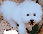 Собаки в Казани: Бишон Мальчик, 50 000 руб. - фото 2