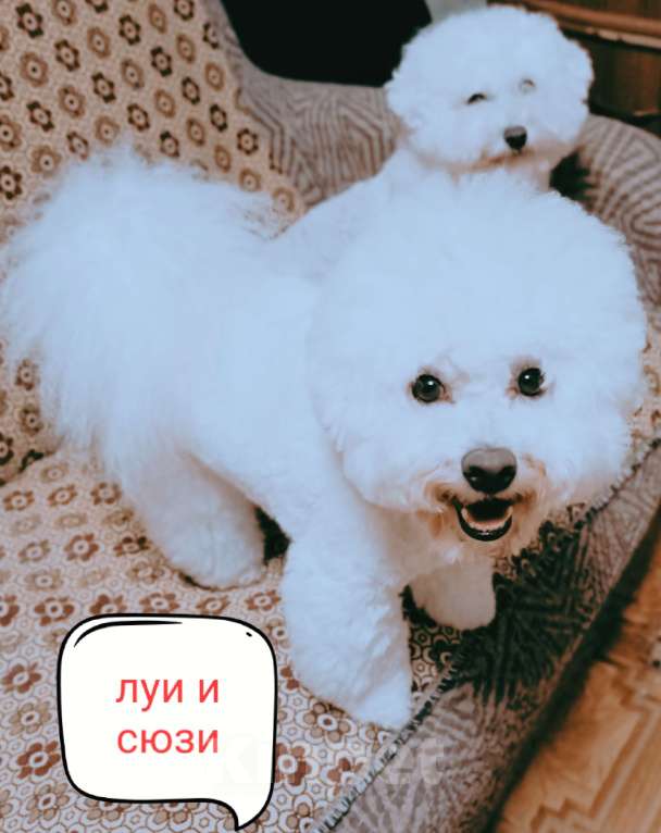 Собаки в Казани: Бишон Мальчик, 50 000 руб. - фото 2