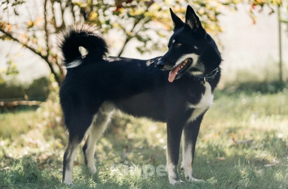 Собаки в других городах Московской области: Джек якутенок Мальчик, Бесплатно - фото 8