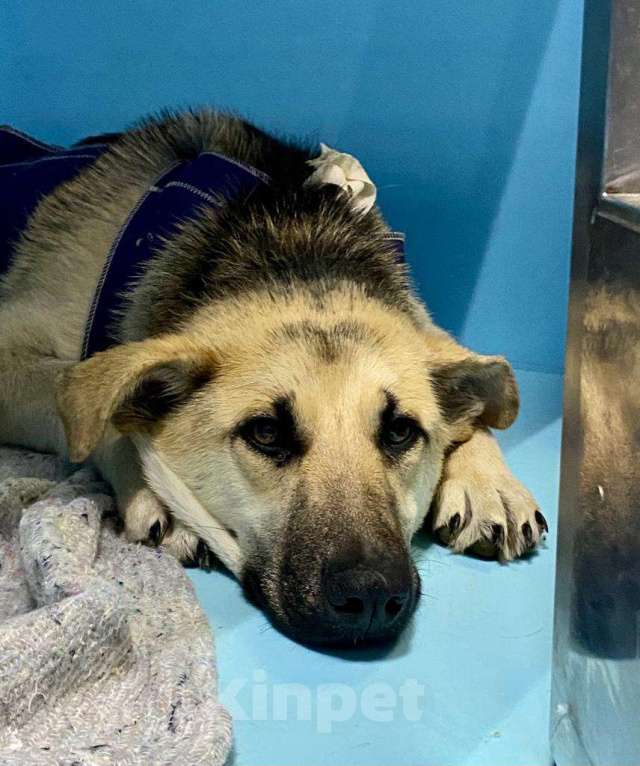 Собаки в Москве: Она покорно пойдет на улицу, но там ее убьет Девочка, Бесплатно - фото 4