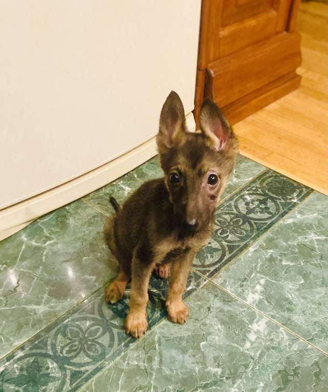 Собаки в Москве: Я Марсик - мечта Мальчик, Бесплатно - фото 3