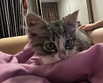 Кошки в Москве: Милый котенок Тим Мальчик, Бесплатно - фото 1
