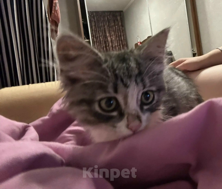 Кошки в Москве: Милый котенок Тим Мальчик, Бесплатно - фото 1
