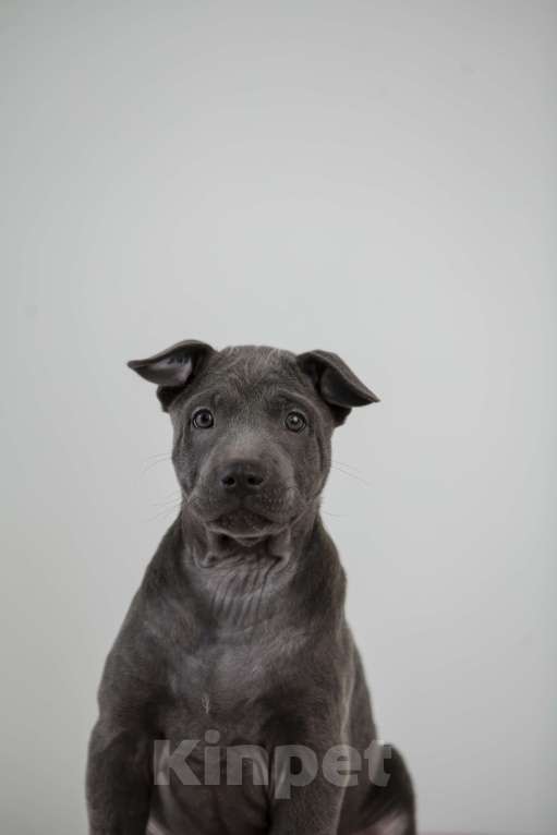 Собаки в Сургуте: Продам щенков Тайского Риджбека Девочка, Бесплатно - фото 3