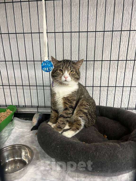 Кошки в Мурином: 🐾 Самсон ищет дом и любовь! 🏡❤️ Мальчик, Бесплатно - фото 2