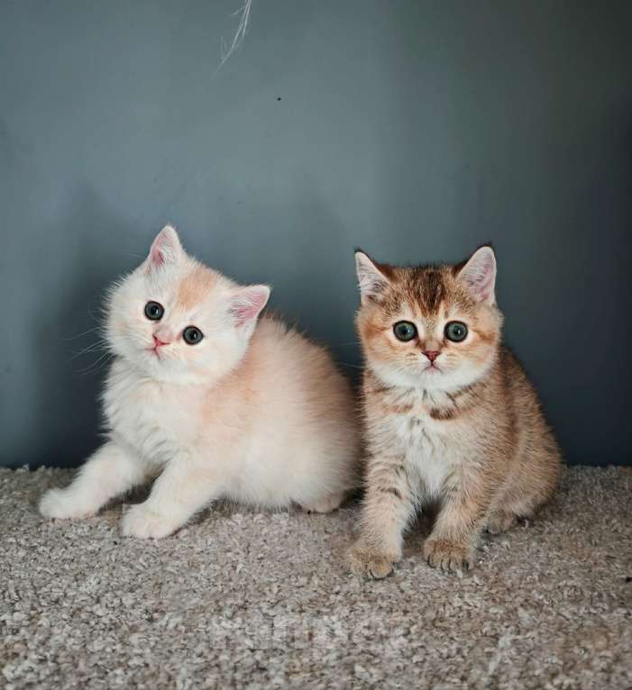 Кошки в Москве: Породистые шотландские котята Мальчик, 65 000 руб. - фото 4