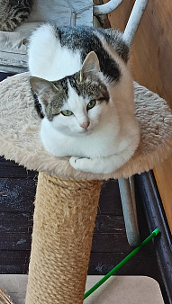Котенок в добрые руки