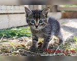 Кошки в Люберцах: Ищут дом настоящие комочки счастья Разнополые, Бесплатно - фото 6