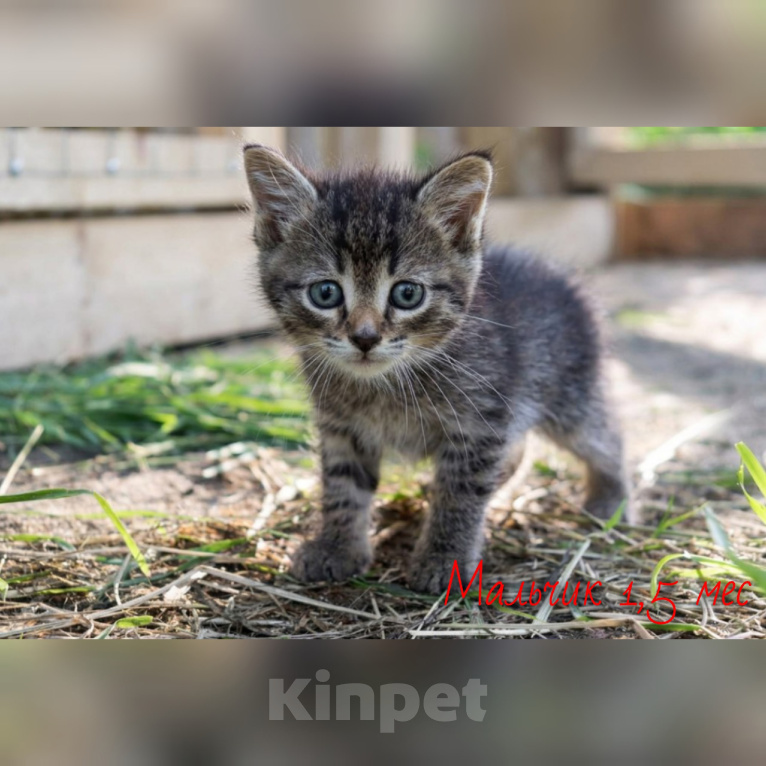 Кошки в Люберцах: Ищут дом настоящие комочки счастья Разнополые, Бесплатно - фото 6