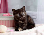 Кошки в Мурином: Британская кошечка окраса черный черепаховый Девочка, 30 000 руб. - фото 2
