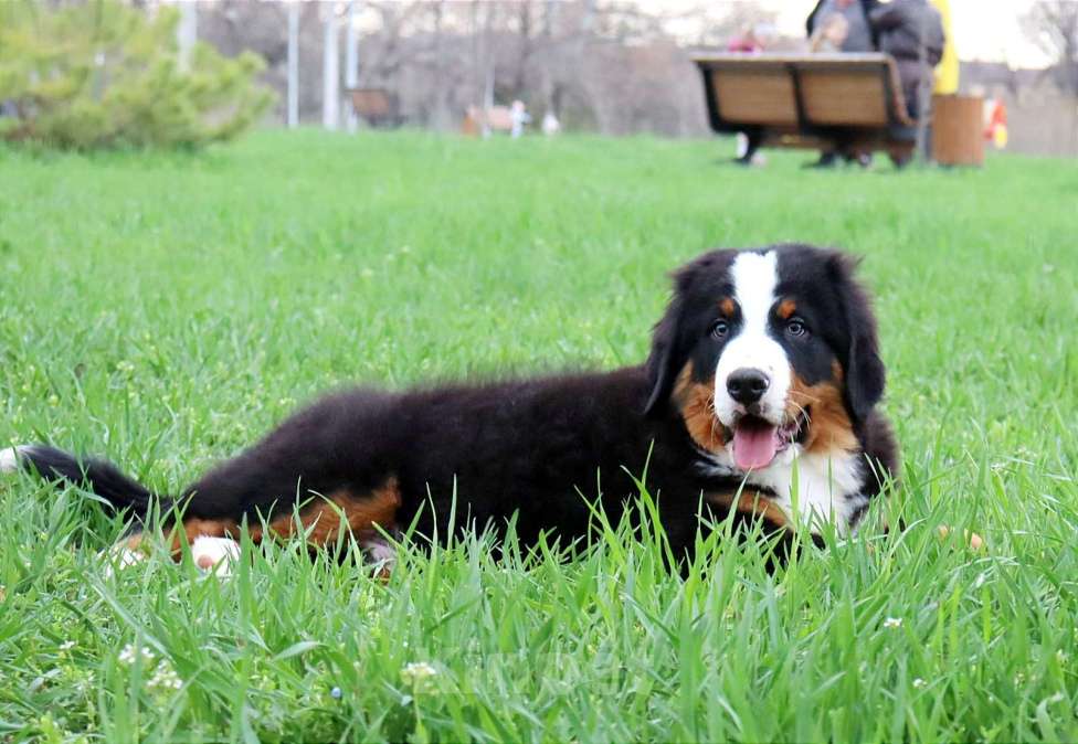 Собаки в Москве: Щенок Бернского Зенненхунда Мальчик, Бесплатно - фото 2
