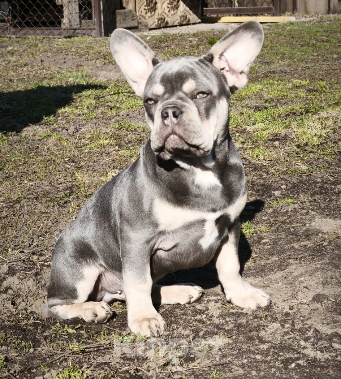 Собаки в Санкт-Петербурге: Лиловый щенок Мальчик, 60 000 руб. - фото 1