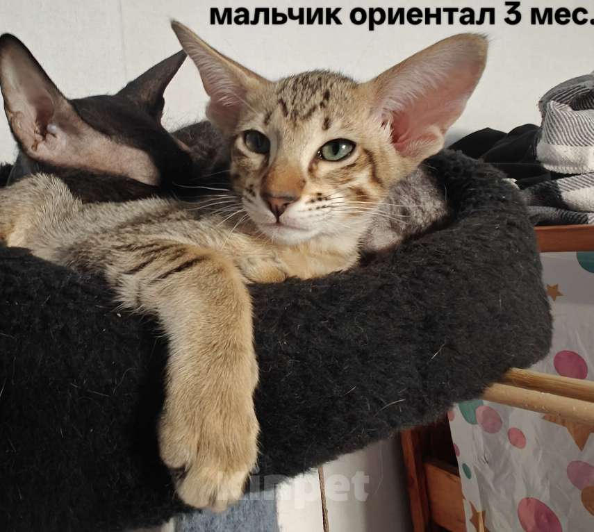 Кошки в Новороссийске: Ориентальный мальчик Мальчик, 25 000 руб. - фото 1