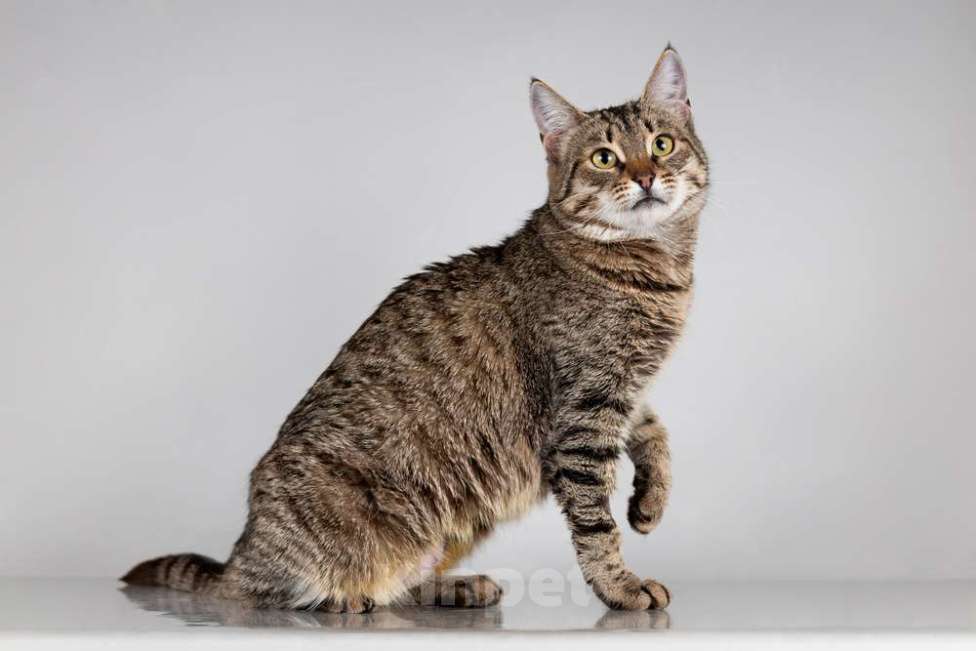 Кошки в Москве: Красавица Карамель ищет дом. Девочка, Бесплатно - фото 7