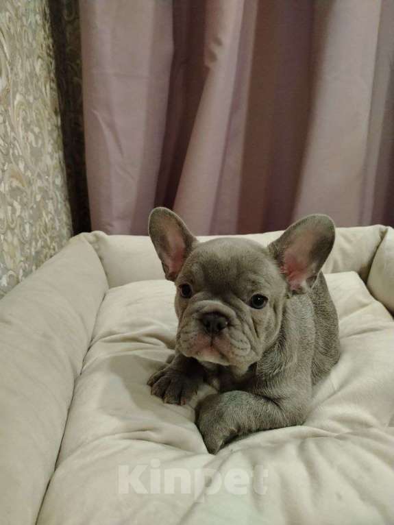 Собаки в Химках: Лиловая француженка Девочка, 150 000 руб. - фото 2