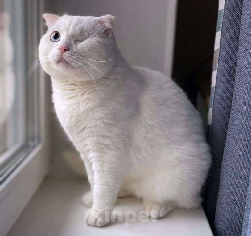 Кошки в Москве: Ласковый шотландский кот Маугли Мальчик, Бесплатно - фото 3