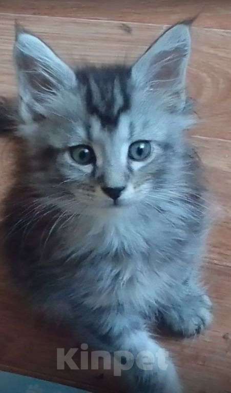 Кошки в Екатеринбурге: Котята мейн-куны от питомника. Мальчик, Бесплатно - фото 3