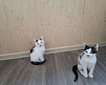 Кошки в Ставрополе: Отдам котёнка девочка Девочка, Бесплатно - фото 4