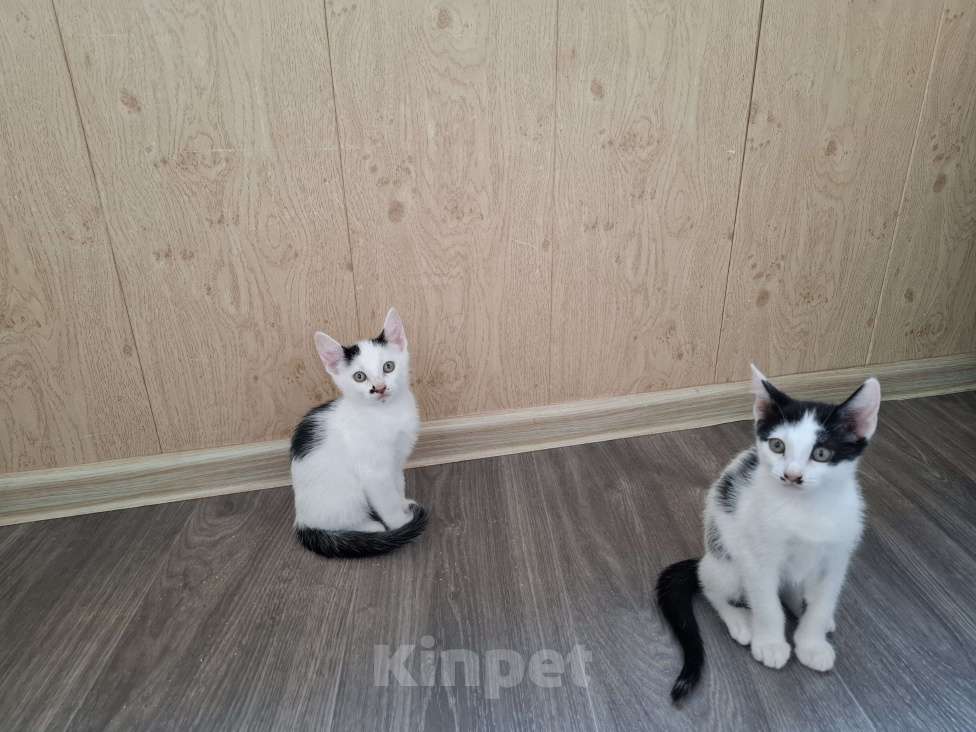 Кошки в Ставрополе: Отдам котёнка девочка Девочка, Бесплатно - фото 4