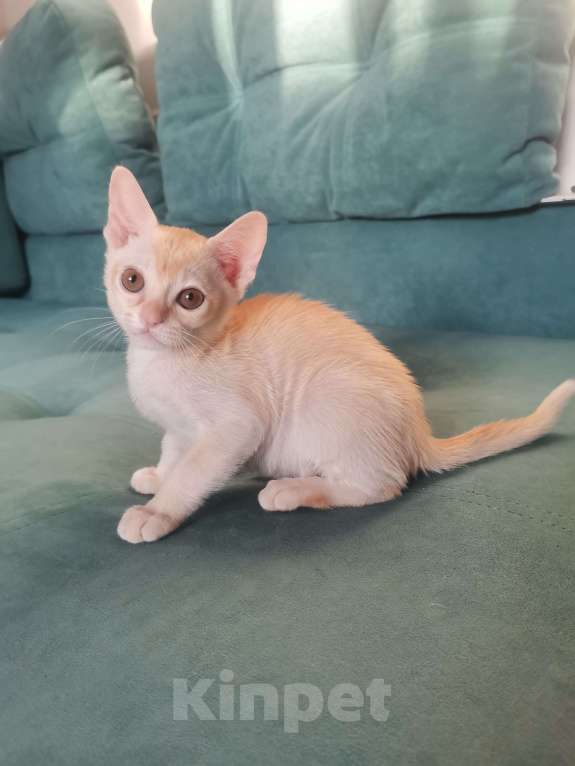 Кошки в Красноярске: Бурманский котик Мальчик, 35 000 руб. - фото 9